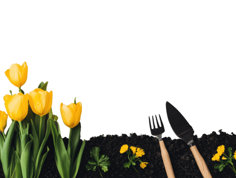 Gardening tools and yellow tulips in soil for spring planting png