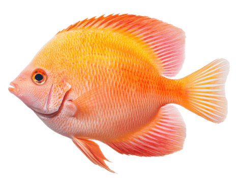 Vibrant tropical fish swimming gracefully in a bright ocean png