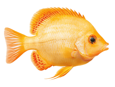 Vibrant orange fish swimming in a clear water environment png