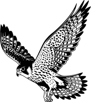 Black and white bold illustrations of a falcon diving, isolated on white background. vector