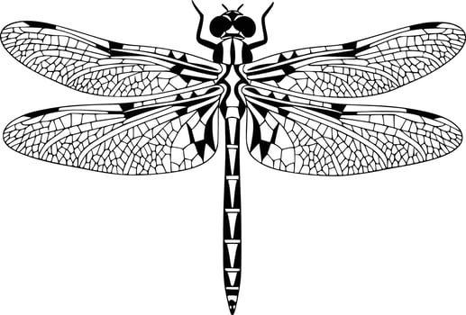Black and white bold illustrations of a detailed dragonfly, isolated on white background. vector