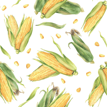 Sweet Corn.Watercolor seamless pattern. Yellow cut and whole maize cob, kernel of corn, husks. Corn plant fabric design. Hand painted illustration for food label, packaging. Isolated from background png