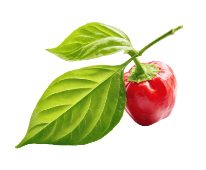 Bright red pepper with green leaves for healthy cooking png