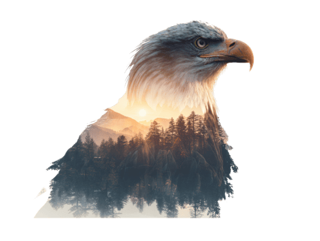 Majestic eagle soaring over serene forest landscape at sunset png