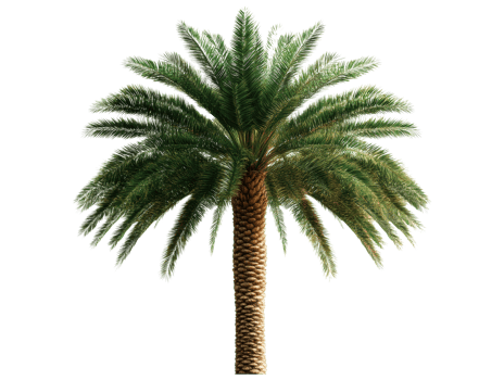 Lush palm tree with vibrant green fronds for outdoor decor and design png