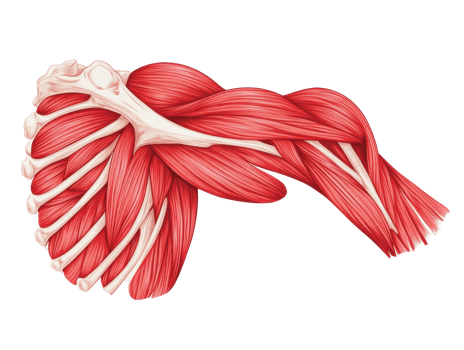 Anatomy of the human shoulder muscles with detailed structure png
