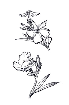 Oleander flower realistic outline botanical coloring page vector