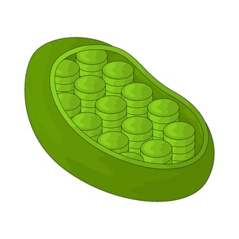 Biology chloroplast illustration vector