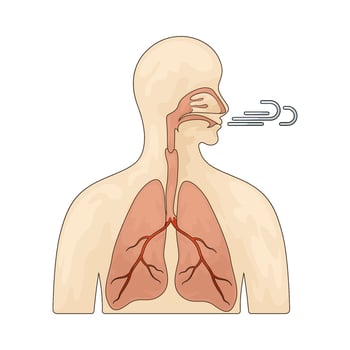 The Respiratory System vector