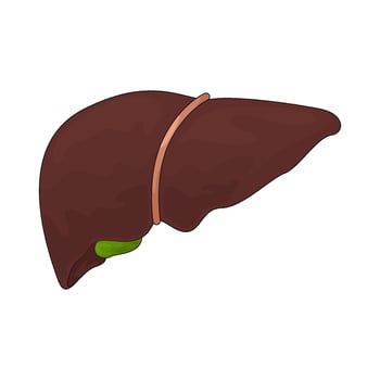 illustration of human liver organ vector