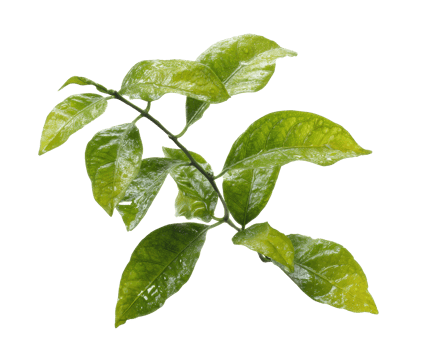 Fresh green leaves showcasing natural beauty and vitality png