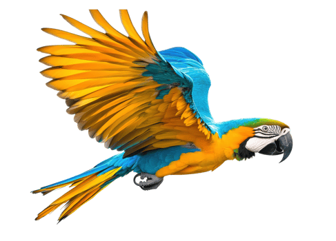 Colorful parrot in flight showcasing vibrant feathers and grace png