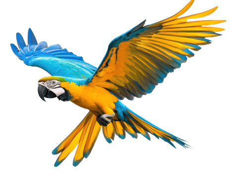 Colorful macaw flying in nature showcasing vibrant feathers png