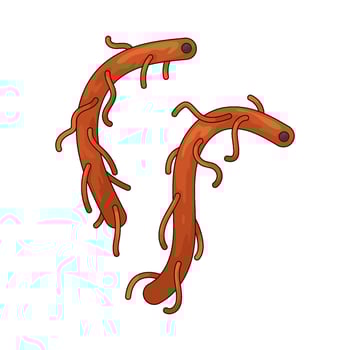 sea worm illustration vector