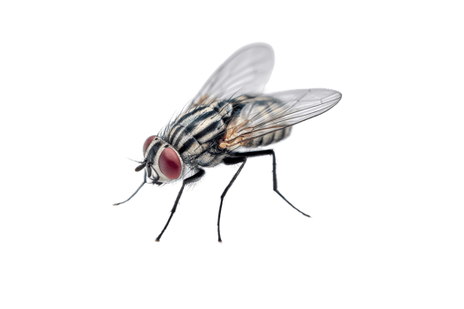 Detailed macro shot of a common housefly on a transparent background , showcasing its intricate features and translucent wings Concept of pest control, entomology, and nature png