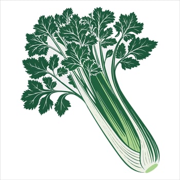 A fresh, green celery plant Harvest vegetables Celery stalks were grown in agriculture. vector