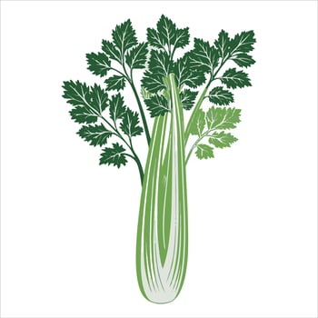 celery shoots that are green. Isolated graphic drawing on a white backdrop. vector