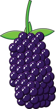 blackberry vestors illustration vector