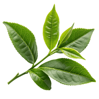 green tea leaf on a branch, transparent background png