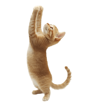 A cat is standing on its hind legs and reaching up png
