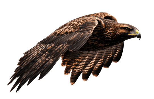 Majestic hawk soaring in flight with outstretched wings png