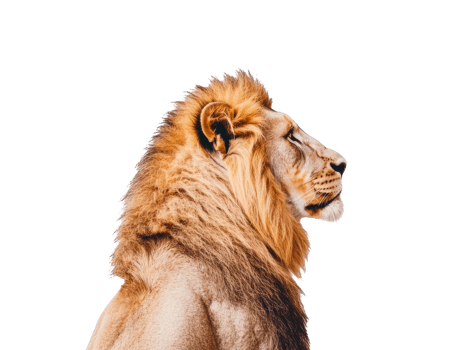 Majestic lion portrait for wildlife conservation projects png