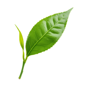 Fresh green tea leaf isolated on a pure transparent background showcasing its vibrant color and natural texture, green tea leaf isolated on transparent background png