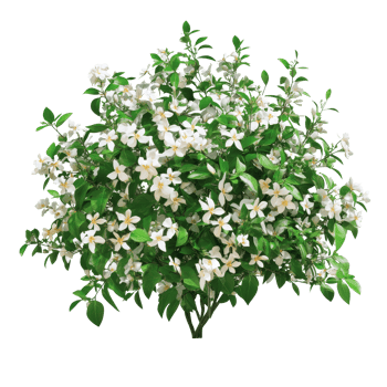 Beautiful jasmine flower bush with vibrant transparent blooms and lush green leaves, a bush of jasmine flowers, file of isolated object with shadow on transparent background png
