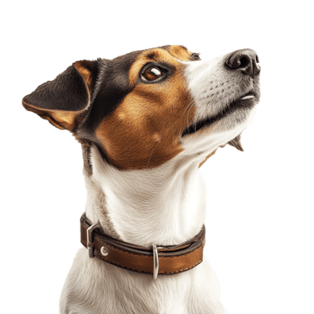 A closeup view of a dog collar on a dog against a transparent background during a calm indoor setting, Dog collar transparent background png