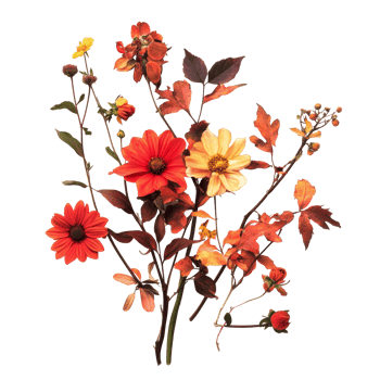 Autumn flowers with vibrant petals and falling leaves set against a transparent background for seasonal decor, featuring autumn flowers, isolated against a transparent background png