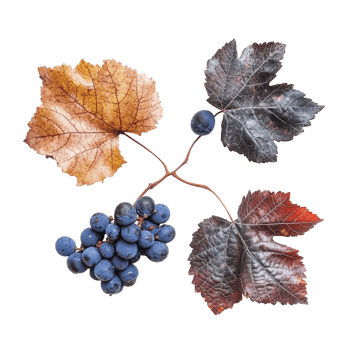 Fresh organic dry grape fruits and leaves arranged artistically on a transparent background, Fresh organic dry grape fruits leaves transparent background. fruits leaf transparent background png