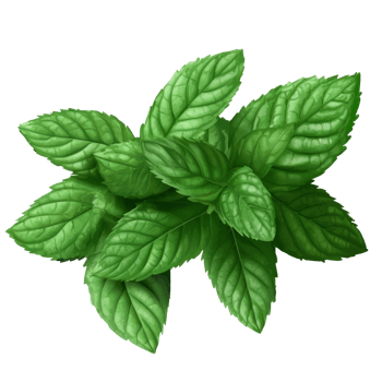 Fresh mint leaves arranged on a transparent surface, showcasing their vibrant green color and texture, Fresh mint leaves on transparency png