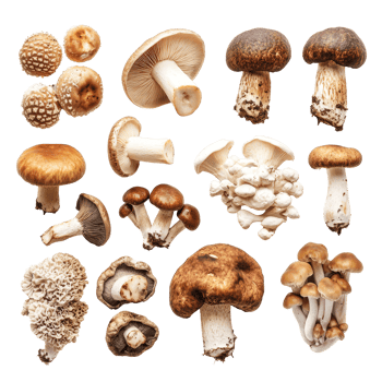 Fresh porcini and shiitake mushrooms on a transparent background, highlighting their unique shapes and textures, Various Mushrooms on transparent background Porcini, Shiitake, Fly Agaric, Morel png