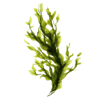Algae isolated on transparent background showcasing vibrant green hues and unique leaf structures, Algae isolated on transparent background. Algae transparent background png