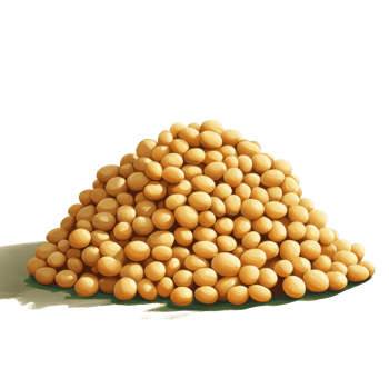 A large heap of soybeans isolated on a plain background showcasing their natural color and texture, Heap of soybeans isolated png