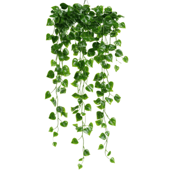 Hanging ivy plant bush with lush green foliage suspended against a bright transparent background, hanging ivy plant bush foliage isolated on transparent background png