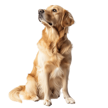 A majestic golden retriever poses gracefully on a clean transparent background in a serene indoor environment, Graceful Golden Retriever on transparent background Full Body Shot png