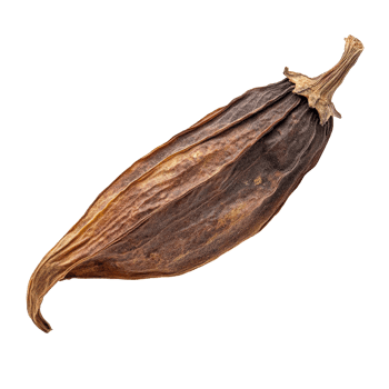 Dried puya pepper with rich colors and textures isolated on a transparent background for culinary use, dried puya pepper isolated on transparent background png