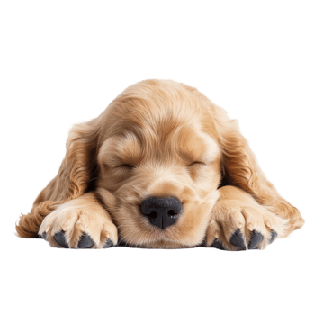 Happy English Cocker Spaniel puppy peacefully sleeping on a soft surface, capturing warmth and tranquility in the moment, Happy English Cocker Spaniel Puppy Dog sleeping Isolated On transparent png
