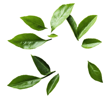 Andrographis paniculata powder and green leaves arranged artistically for herbal remedy display, Kariyat or Andrographis paniculata powder and green leaves on transparent background png