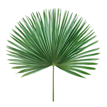 Tropical green fan palm leaf against a clean transparent background showcasing its unique shape and texture, tropical nature green fan palm leaf on transparent backgroundfile png