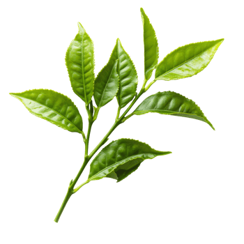 Fresh green tea leaves isolated on a transparent background showcasing their vibrant color and unique shape, Green tea leaves isolated on transparent background png