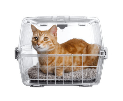 Orange tabby cat relaxing in a pet carrier for travel comfort png
