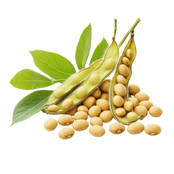 Freshly harvested soybeans and pods on a clean transparent background showcasing their natural beauty and nutrition, Soybeans isolated on transparent background png