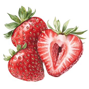 This artwork features a stunning watercolor depiction of fresh strawberries, strawberries in drawing isolated on transparent background png