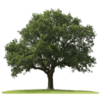 A majestic oak tree stands tall against a bright transparent background, showcasing its vibrant green foliage in full splendor, oak tree transparent background big png