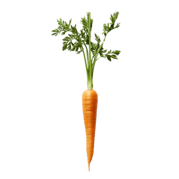 Freshly harvested carrot with green tops isolated on a clean transparent background ready for healthy meals and snacks, Fresh carrots on a transparent background png