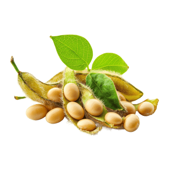 Fresh soybeans and pods with vibrant green leaves isolated on a transparent background, Soybeans isolated png