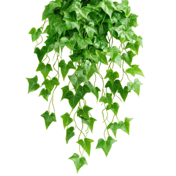 Isolated green hanging ivy leaves on a transparent background showcasing natural beauty and simplicity, green hanging ivy leaves isolated on transparent background png