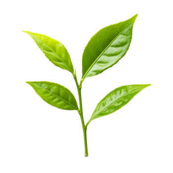 Fresh green tea leaves against a clean transparent background showcasing natures vibrant hues in an organic presentation, green tea leaf on transparent background png